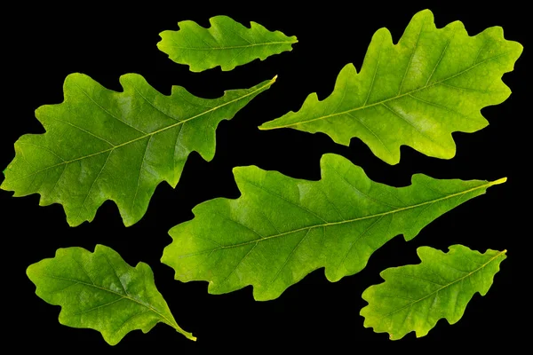 Набір Дубових Листя Різного Розміру Чорному Тлі Ізольовані Зелені Кольори — стокове фото