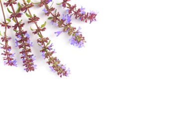 Çiçek kompozisyonu. Bahar ya da yaz konsepti. Beyaz arka planda parlak menekşe çiçekleri çerçevesi. Üst görünüm, düz görünüm, metin için yer, kopyalama alanı. 