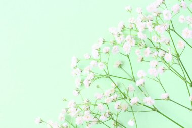 Çiçek kompozisyonu. Açık yeşil arka planda çingene çiçekleri. Bahar konsepti Düz konum, üst görünüm, kopyalama alanı.