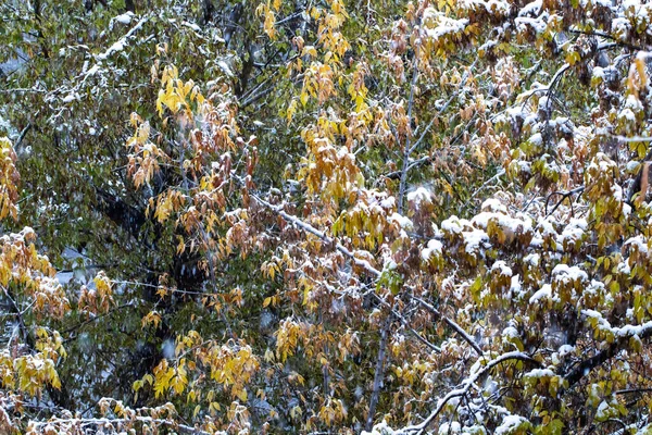 Autumn Snowfall Snow Falls Yellow Autumn Leaves Trees Blurred Image — Stock Photo, Image