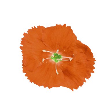 Minyatür karanfilin kırmızı tomurcuğu, beyazda izole, üst manzara..