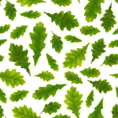 Kusursuz desen. Açık mavi arka planda farklı boyutlarda meşe yapraklarının bileşimi, izole edilmiş, yakın plan. Kumaşa yazdırmak için resim.