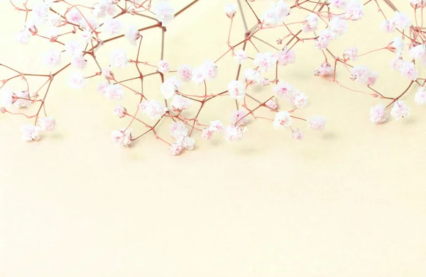 Flowers composition. Gypsophila flowers on light yellow pastel background. Spring concept. Flat lay, top view, copy space.