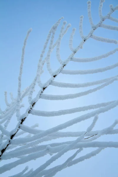 Ramas Árbol Cubierto Nieve Contra Cielo Azul Invierno —  Fotos de Stock