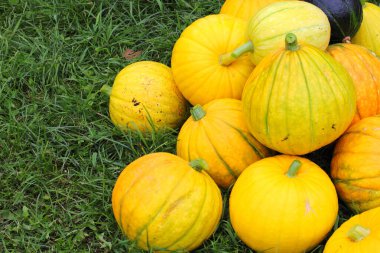 Bir grup olgun balkabağı yeşil çimlerin üzerinde, yakın plan. Şükran Günü ve Cadılar Bayramı konsepti.