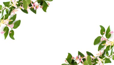 Bahar çiçeği kompozisyonu. Beyaz arka planda yeşil dallı pembe çiçekler. Üst görünüm, düz görünüm, metin için yer, kopyalama alanı.