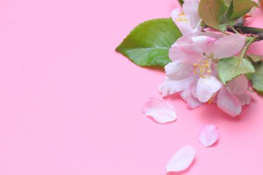 Bahar çiçekleri ve elma yaprakları, pembe narin tomurcuk ve yeşil yapraklar pembe arka planda, yakın plan.