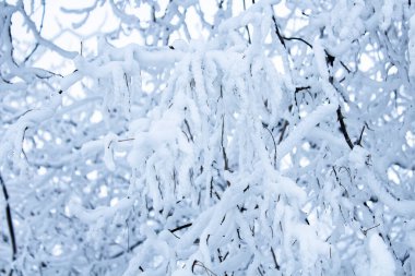 Kış manzarası, kalın bir kar tabakasının altındaki ağaç dalları, beyaz bir gökyüzüne karşı..