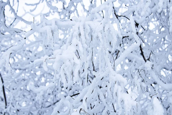 Paisaje Invernal Ramas Árboles Bajo Una Gruesa Capa Nieve Contra —  Fotos de Stock