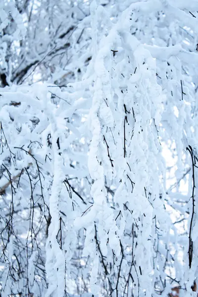Paisaje Invernal Ramas Árboles Bajo Una Gruesa Capa Nieve Contra —  Fotos de Stock