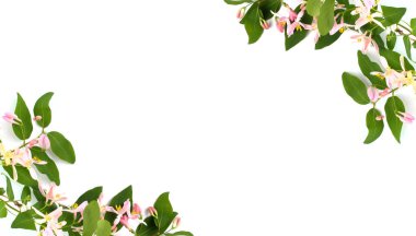 Çiçek kompozisyonu. Beyaz arka planda pembe çiçekli yeşil bir dal çerçevesi. Üst görünüm, düz görünüm, metin için yer, kopyalama alanı.