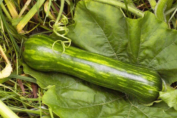 Young Butternut Pumpkin Garden — Stock Photo, Image