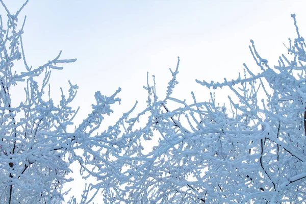 Coronas Árbol Con Ramas Bajo Una Gran Capa Nieve Contra —  Fotos de Stock