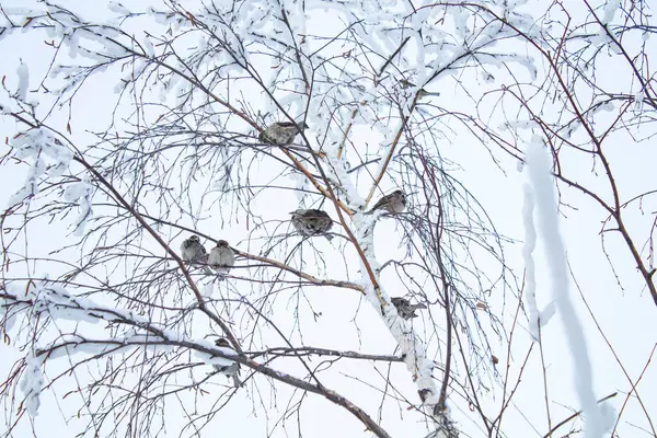 Zimowy Krajobraz Gałęzie Drzew Śniegu Ptakami Zimowa Koncepcja Pogody — Zdjęcie stockowe