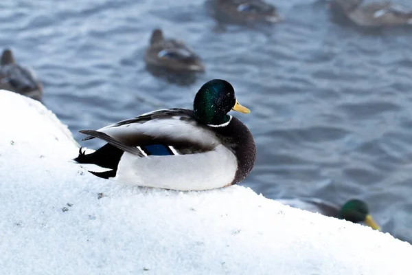 Enten Schlafen Winter Mit Eingezogenen Pfoten Flussufer Schnee Großaufnahme — Stockfoto