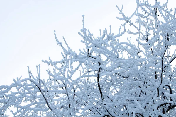 Paisaje Invernal Las Coronas Los Árboles Con Las Ramas Bajo —  Fotos de Stock