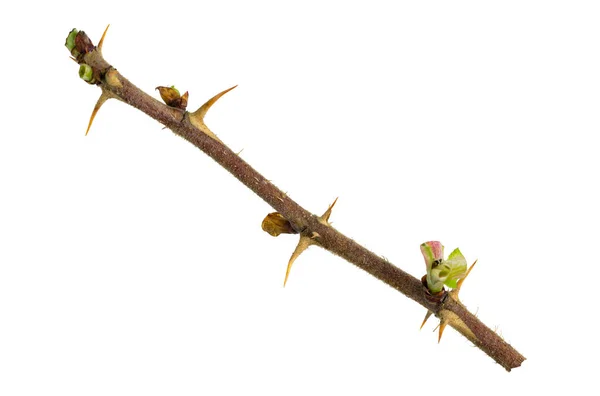 Tallo Una Rama Una Rosa Mosqueta Con Agujas Primer Plano — Foto de Stock