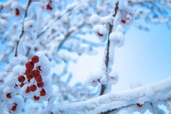 Gałęzie Jabłoni Czerwonymi Jabłkami Pokrytymi Śniegiem Tle Błękitnego Mroźnego Nieba — Zdjęcie stockowe