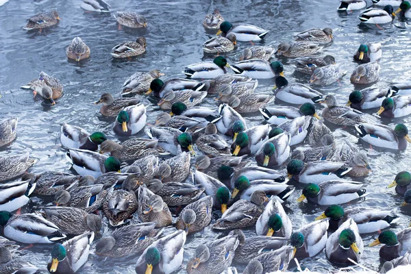 地熱温水ストリーム クローズアップ 鳥のぼやけたシルエットの水の上にアヒルの群れ — ストック写真