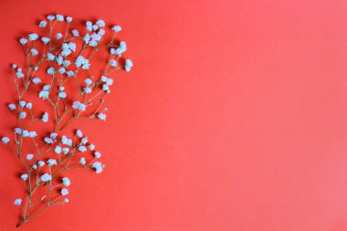 Çiçek kompozisyonu. Kırmızı arka planda çingene çiçekleri. Düz konum, üst görünüm, kopyalama alanı.