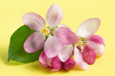 Sarı arka planda yeşil yapraklı pembe elma çiçeği. Bahar ya da tatil konsepti.