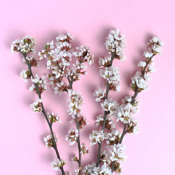 Flowers composition. Cherry branches with flowers on a pink background.