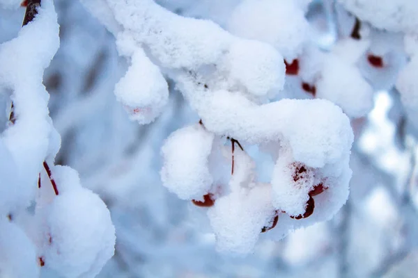 Ramas Manzano Con Manzanas Rojas Bajo Una Gruesa Capa Nieve —  Fotos de Stock