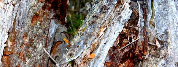 Texture Vieux Tronc Arbre Pourri Comme Fond — Photo