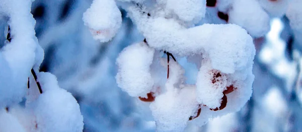 Široký Pohled Větve Jabloně Červenými Jablky Pod Silnou Vrstvou Sněhu — Stock fotografie