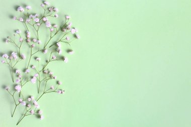 Floral composition. Frame from branches and buds of Gypsophila flowers on a green pastel background. Top view, flat lay, place for text, copy space.