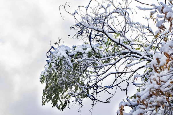 Větve Stromu Hustou Vrstvou Sněhu Pozadí Zatažené Oblohy Koncept Oblačného — Stock fotografie
