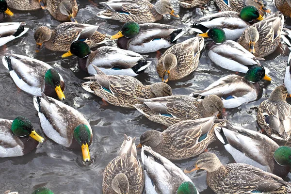 Ein Schwarm Wildenten Auf Dem Wasser Einem Frostigen Tag Gefrorene — Stockfoto