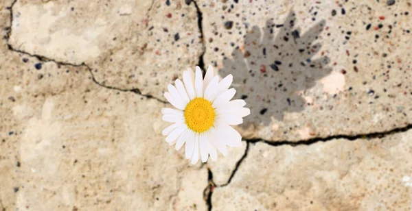 Chamomile Flower Grew Crack Concrete Shadow Flower Sunny Day Nature — Fotografia de Stock