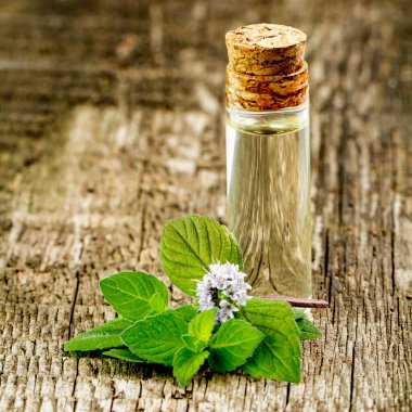 Nane yeşili ve çiçekli bir şişe nane esansı. Ahşap kırsal arka plan.