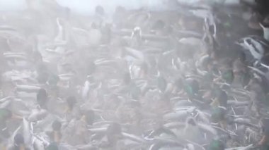 Çerçevedeki büyük bir vahşi ördek sürüsü yiyecek için dalıyor. Suyun üstünde buhar..