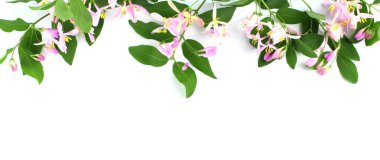 Çiçek sarma kompozisyonu. Beyaz dallarda küçük pembe çiçekler ve tomurcuklar. Üst görünüm, düz görünüm, metin için yer, kopyalama alanı.