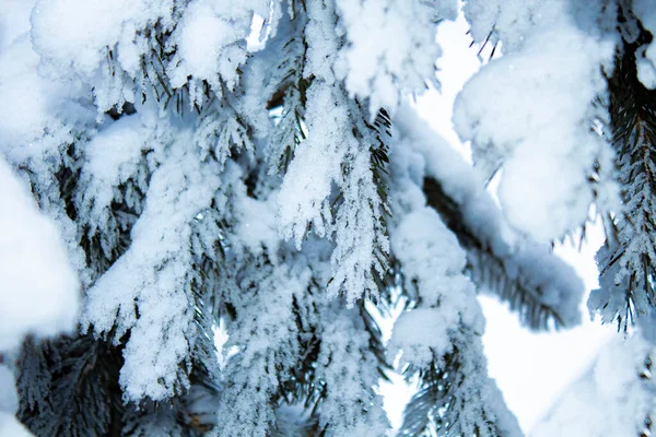 Ramas Abeto Bajo Una Gruesa Capa Nieve Primer Plano —  Fotos de Stock