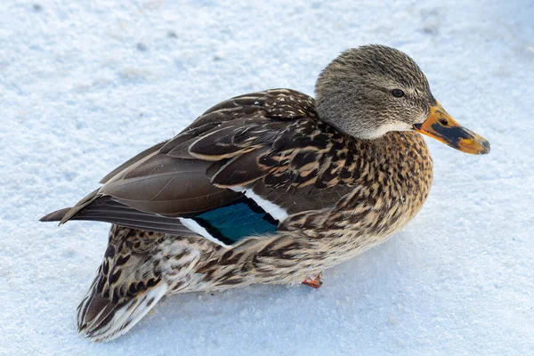 Wildente Schnee Aus Nächster Nähe — Stockfoto