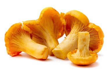 Beyaz zemin üzerinde farklı boyutlarda Chanterelles, izole