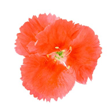 Beyaz arka planda kırmızı karanfil tomurcuğu, izole.