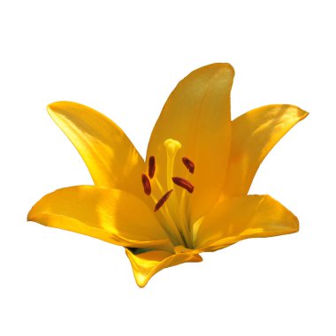 Beyaz arka planda parlak güneş lekeleri olan Lily Bud, izole.