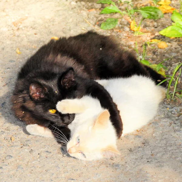 Weiße Und Schwarze Kätzchen Schmiegen Sich Der Prallen Sonne Aneinander — Stockfoto