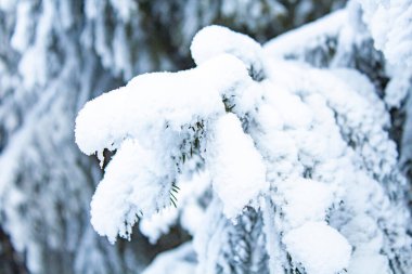 Ladin dalları üzerindeki kar örtüsü, kış manzarası, yakın plan..
