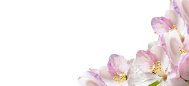 Beyaz arkaplanda bir elma ağacının pembe çiçekleri, geniş görünüm, kopyalama alanı.