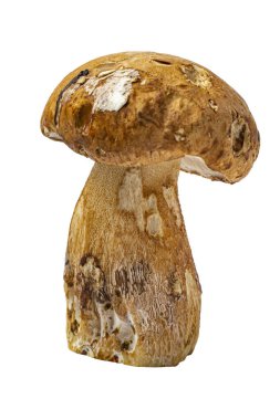 Porcini mantarı beyaz, izole, yakın plan.