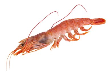 Beyaz arkaplanda karides, izole et, üst görünüm.