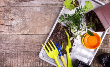 Çiçek saksıları ve taze fidanlar, ev çiçekleri ya da bahçe işleri. Üst görünüm, düz görünüm, kopyalama alanı.