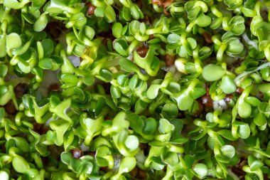 Taze taze yeşillikler ya da arka plan olarak mikroyeşillikler, vejetaryen yemekleri.