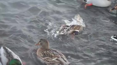 Yakından vahşi ördekler soğuk bir kış gününde ılık bir su kütlesinde yüzerler..