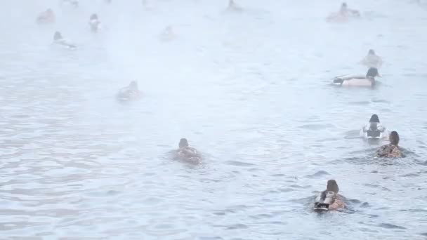 Kachny Plavou Teplé Vodní Lázni Chladného Zimního Dne Pára Nad — Stock video